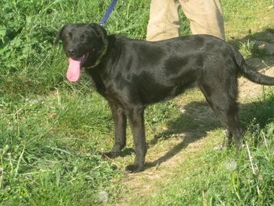 Mila freut sich auf IHRE Menschen, Mischling - Hündin