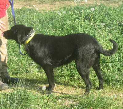 Mila freut sich auf IHRE Menschen, Mischling - Hündin