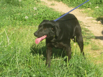 Mila freut sich auf auf IHRE Familie, Mischling - Hündin