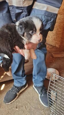 Mila – klein, frech und einfach zum Verlieben 🐾🤍, Bichon - Mischling Welpen - Hündin