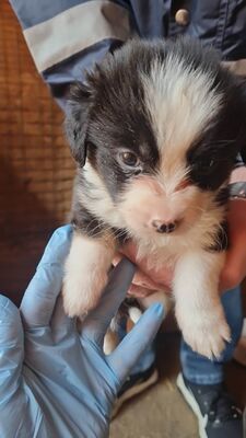 Mila – klein, frech und einfach zum Verlieben 🐾🤍, Mischling Welpen - Hündin