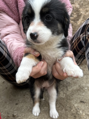 Mila – klein, frech und einfach zum Verlieben 🐾🤍, Mischling Welpen - Hündin