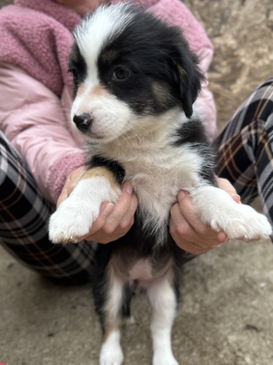 Mila – klein, frech und einfach zum Verlieben 🐾🤍, Mischling Welpen - Hündin