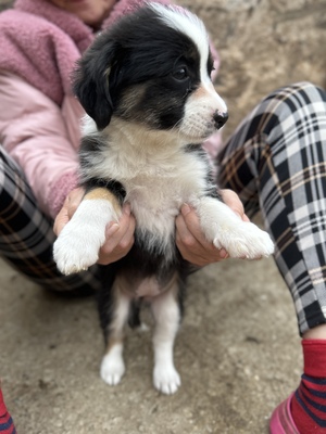 Mila – klein, frech und einfach zum Verlieben 🐾🤍, Mischling Welpen - Hündin