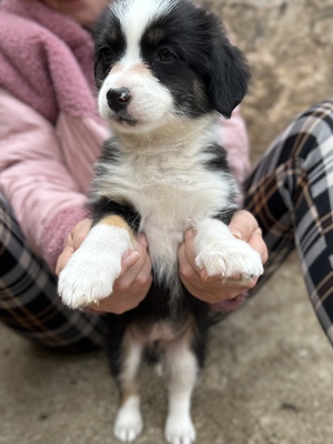 Mila – klein, frech und einfach zum Verlieben 🐾🤍, Mischling Welpen - Hündin