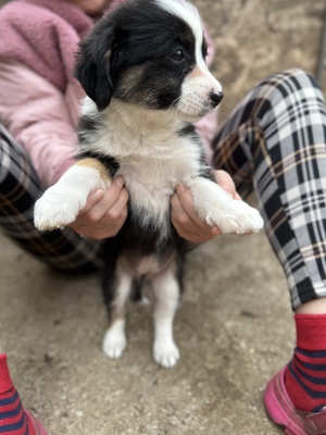 Mila – klein, frech und einfach zum Verlieben 🐾🤍, Mischling Welpen - Hündin