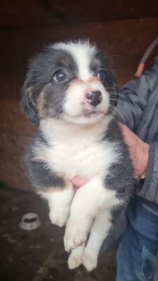 Mila – klein, frech und einfach zum Verlieben 🐾🤍