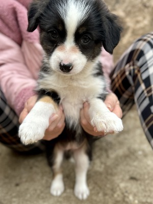 Mila – klein, frech und einfach zum Verlieben 🐾🤍, Mischling Welpen - Hündin