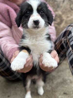 Mila – klein, frech und einfach zum Verlieben 🐾🤍, Mischling Welpen - Hündin