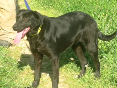 Mila möchte IHR Herz erobern, Mischling - Hündin