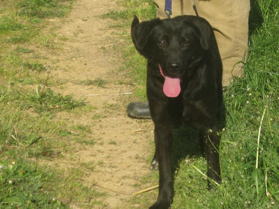 Mila möchte IHR Herz erobern, Mischling - Hündin