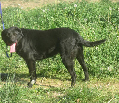 Mila möchte IHR Herz erobern, Mischling - Hündin