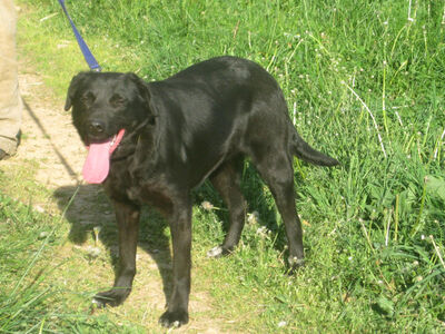 Mila möchte IHR Herz erobern, Mischling - Hündin