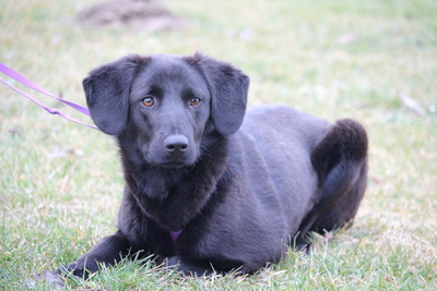 Milana, Mischling - Hündin