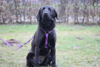 Milana, Mischling - Hündin