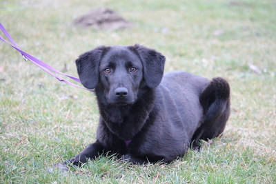 Milana, Mischling - Hündin