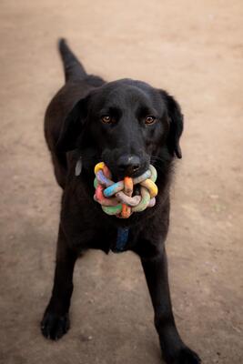 Milana, Mischling - Hündin