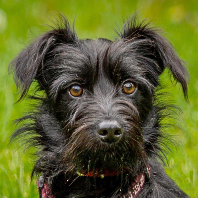 Milena, Mischling - Hündin