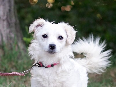 Milena, Mischling Welpen - Hündin