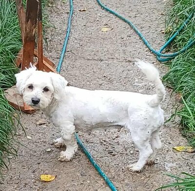 Miley, Bichon Frisé - Mix - Hündin