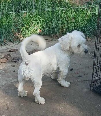 Miley, Bichon Frisé - Mix - Hündin