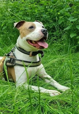 Milka Am. Staffordshire Hündin, mit Video, American Staffordshire Terrier - Hündin