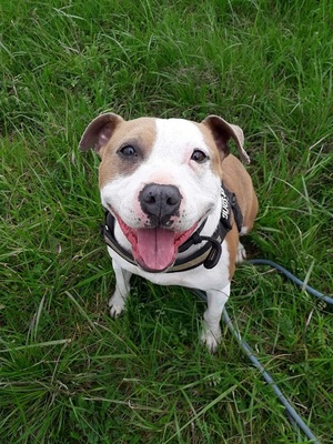Milka Am. Staffordshire Hündin sucht ein Zuhause, mit Video