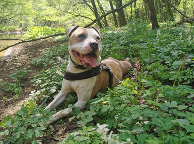 Milka Am. Staffordshire Hündin sucht ein Zuhause, mit Video, Amerikanischer Staffordshire-Terrier - Hündin