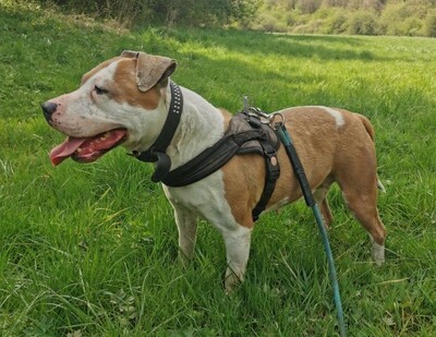 Milka Am. Staffordshire Hündin sucht ein Zuhause, mit Video, Amerikanischer Staffordshire-Terrier - Hündin