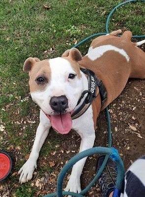 Milka Am. Staffordshire Hündin sucht ein Zuhause, mit Video, Amerikanischer Staffordshire-Terrier - Hündin