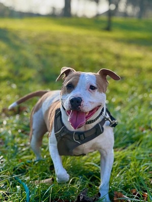 Milka Am. Staffordshire Hündin sucht ein Zuhause, mit Video, Amerikanischer Staffordshire-Terrier - Hündin