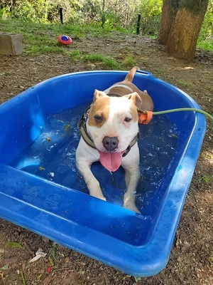 Milka Am. Staffordshire Hündin sucht ein Zuhause, mit Video, Amerikanischer Staffordshire-Terrier - Hündin