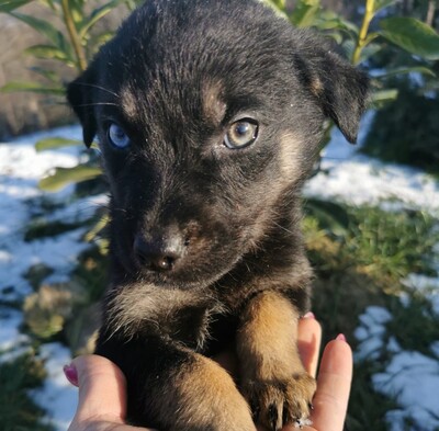 Milka, Husky-Schäfer-Mischling Welpen - Hündin
