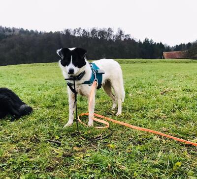 Milka, Mischling - Hündin