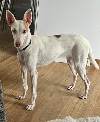 Milka, Podenco Andaluz - Hündin