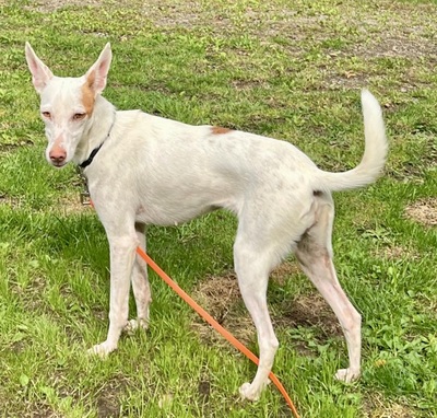 Milka, Podenco Andaluz - Hündin