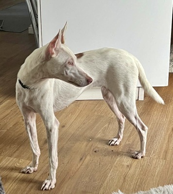 Milka, Podenco Andaluz - Hündin