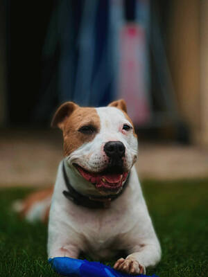 Milka Staffordshire Hündin sucht, mit Video