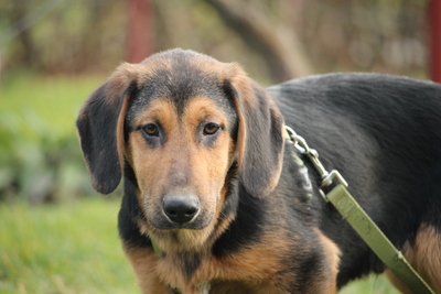 Milky, Mischling - Rüde