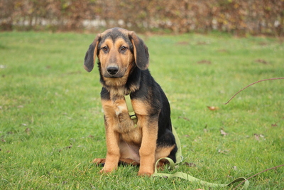 Milky, Mischling Welpen - Rüde