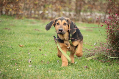 Milky, Mischling Welpen - Rüde