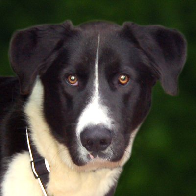 Mill, Mischling - Rüde