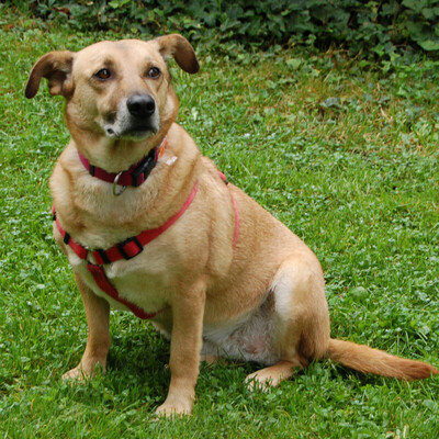 Millana, Mischling - Hündin