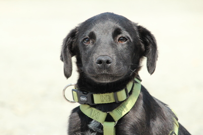 Millie, Mischling Welpen - Rüde