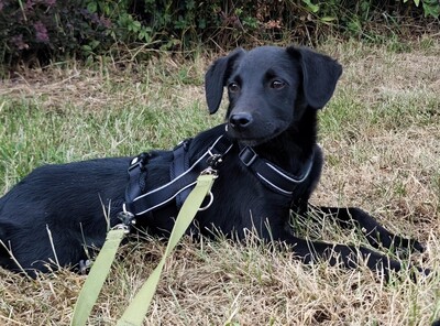 Millie, Mischling Welpen - Rüde