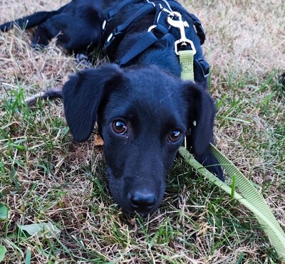 Millie, Mischling Welpen - Rüde