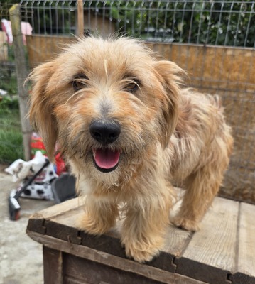 Millie, Mix - Hündin
