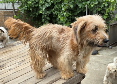 Millie, Mix - Hündin