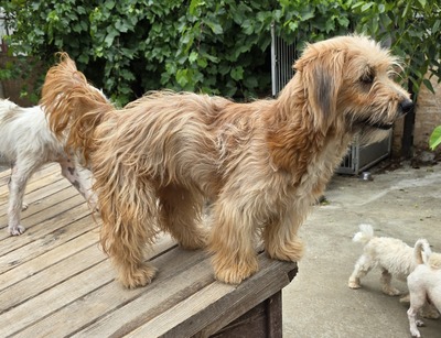 Millie, Mix - Hündin