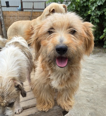Millie, Mix - Hündin